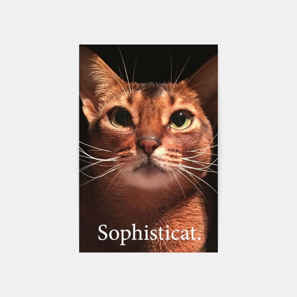 Sophisticat poster