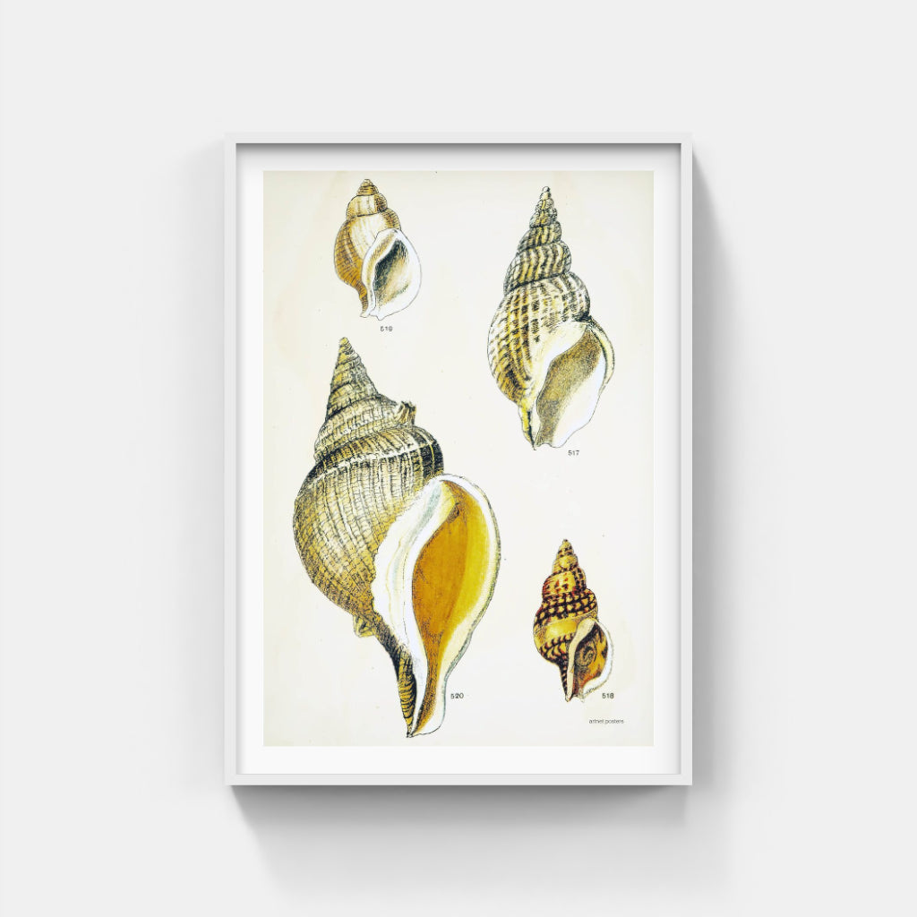 Vintage Sea Shells poster