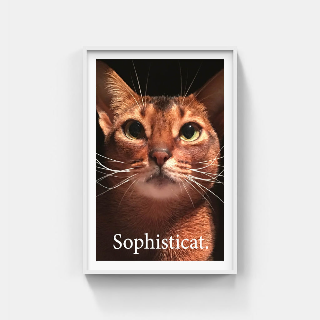 Sophisticat poster