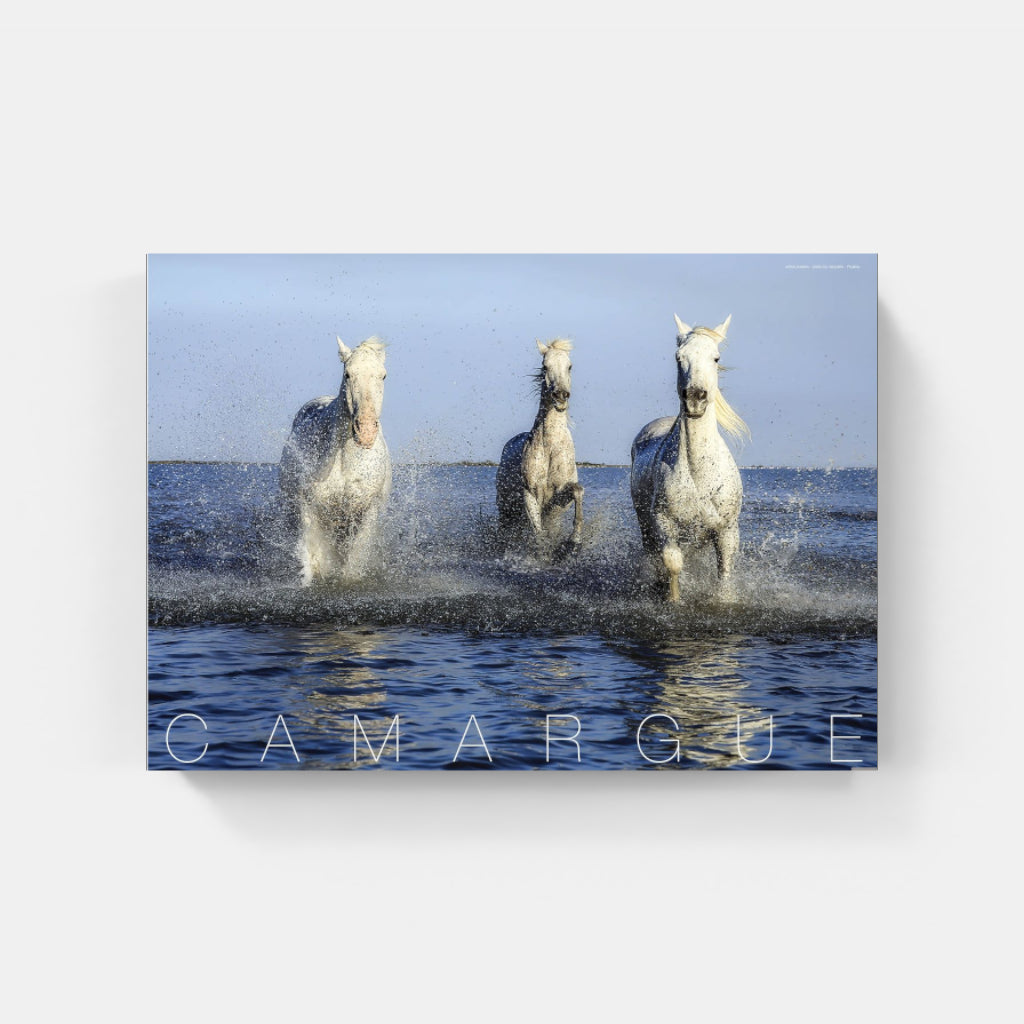 Camargue Horses poster