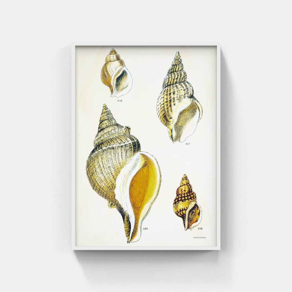 Vintage Sea Shells poster