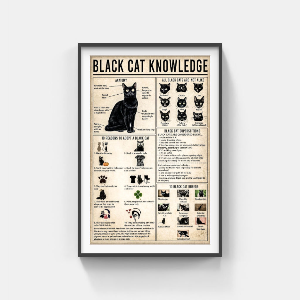 Black Cat Knowledge poster