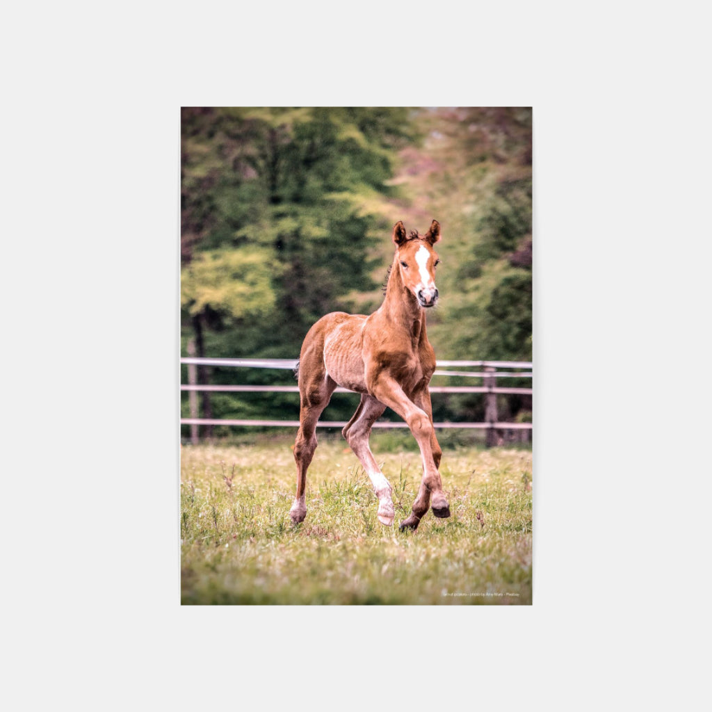 Foal poster