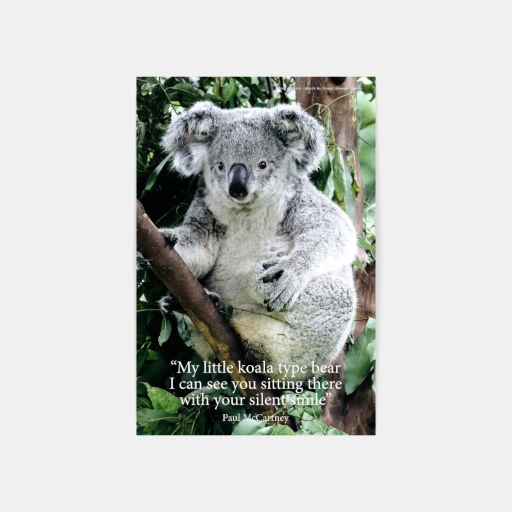 Koala poster