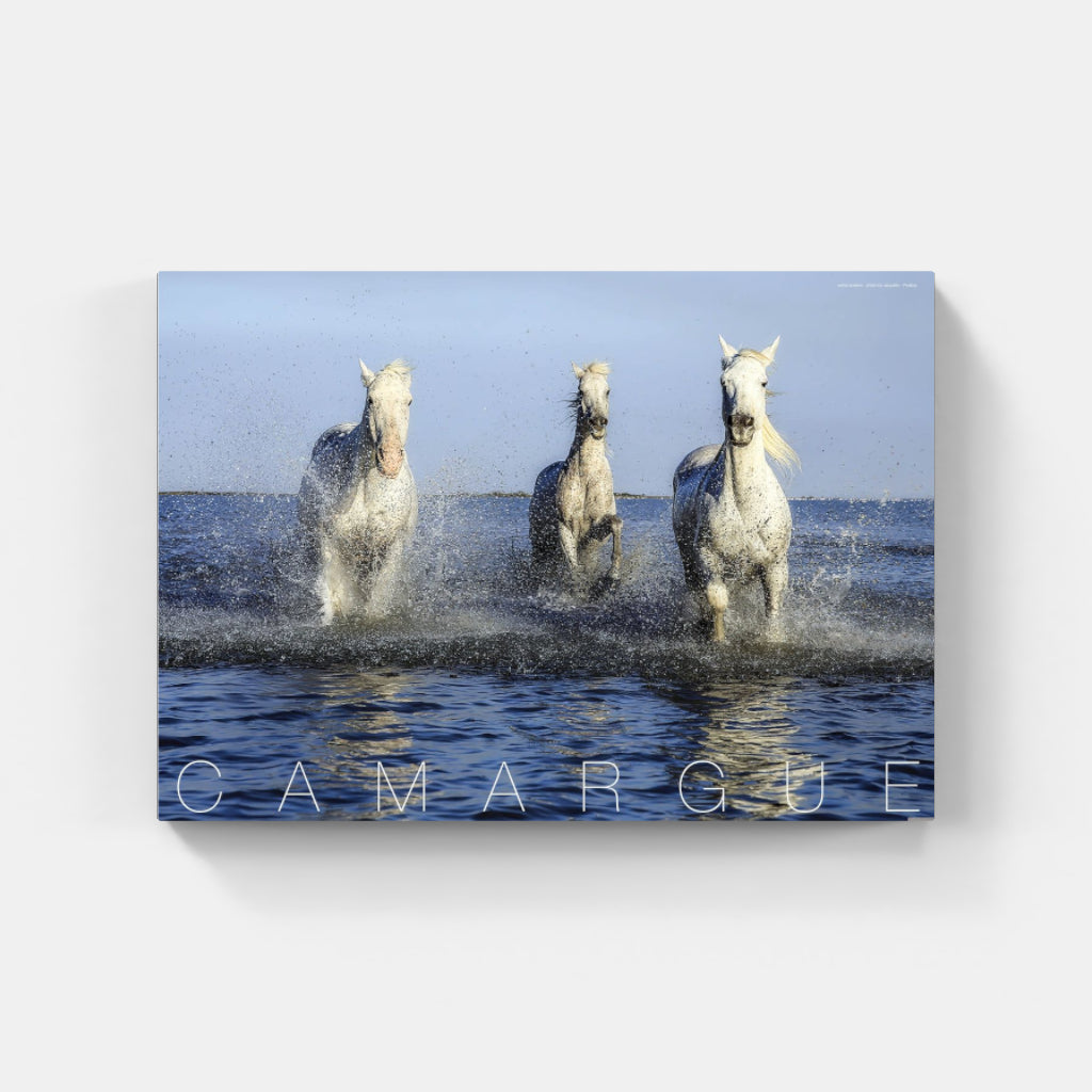 Camargue Horses poster