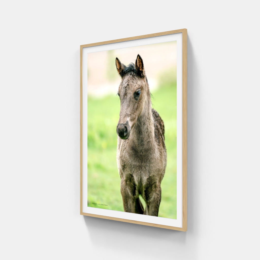 Foal poster