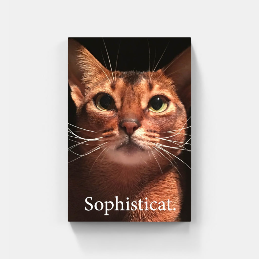 Sophisticat poster