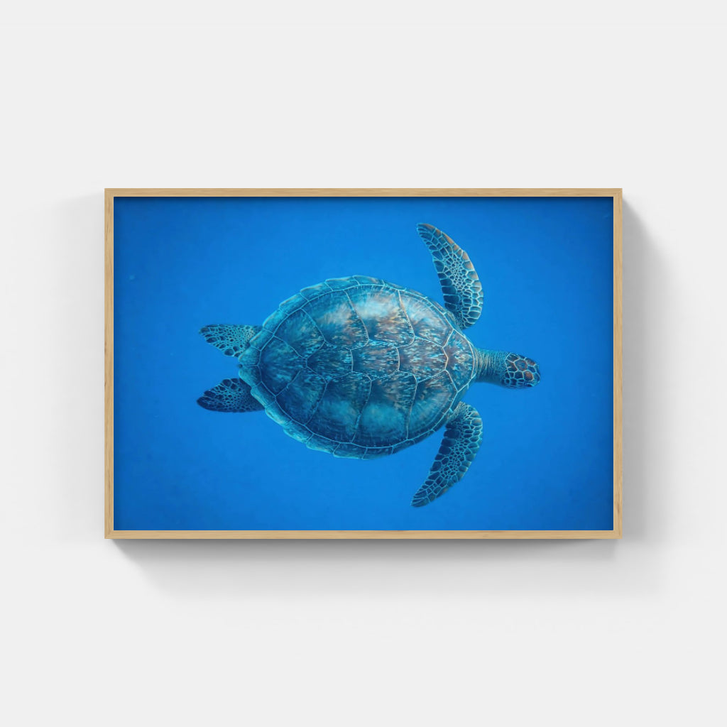 Turtle poster