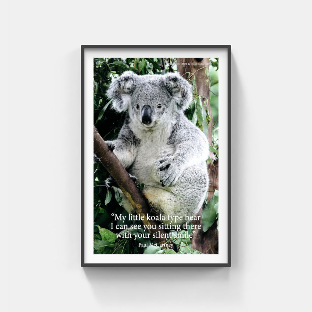 Koala poster