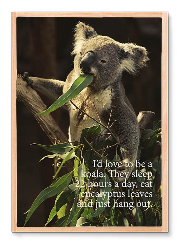 Koala poster