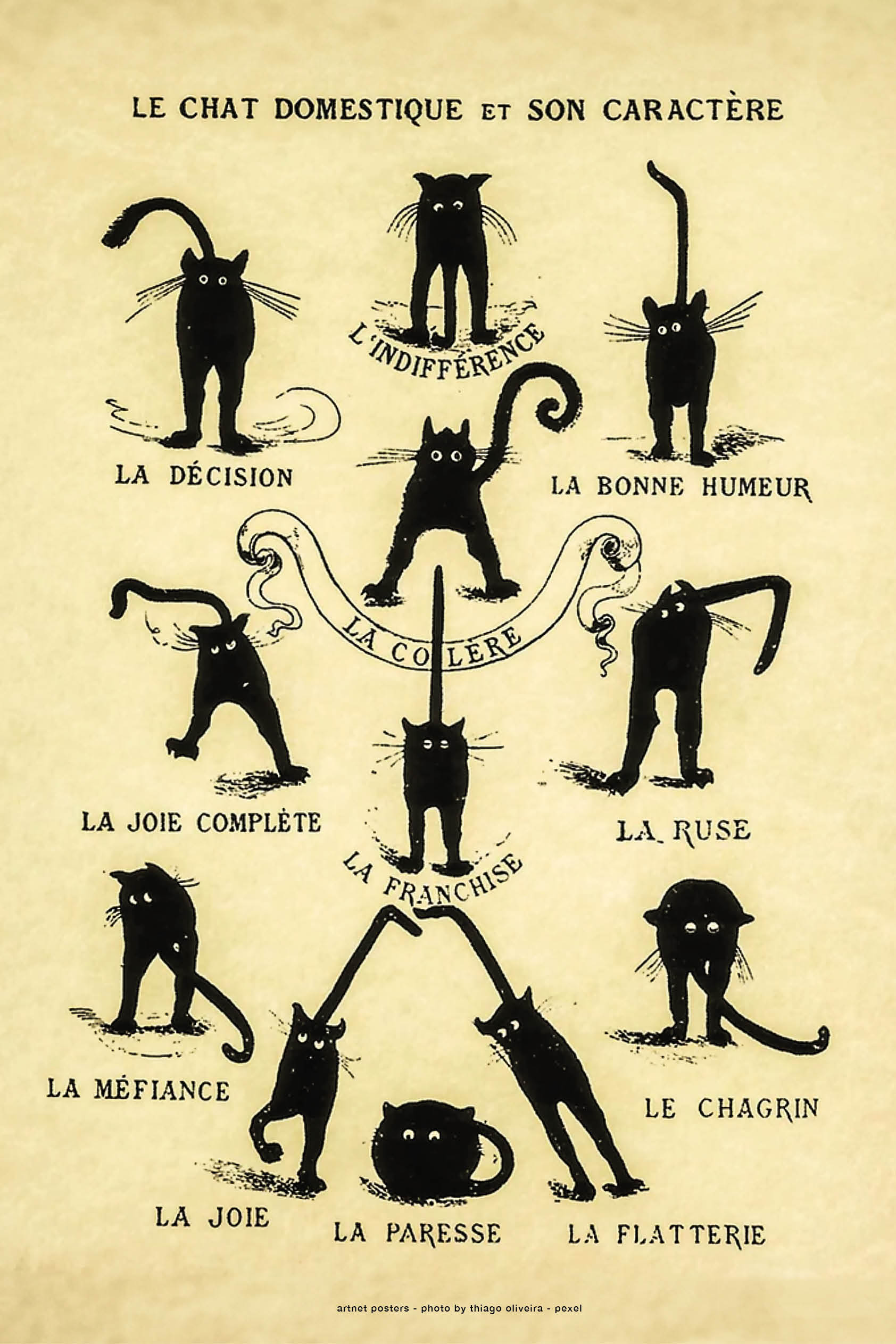 Chat Noir Domestique poster