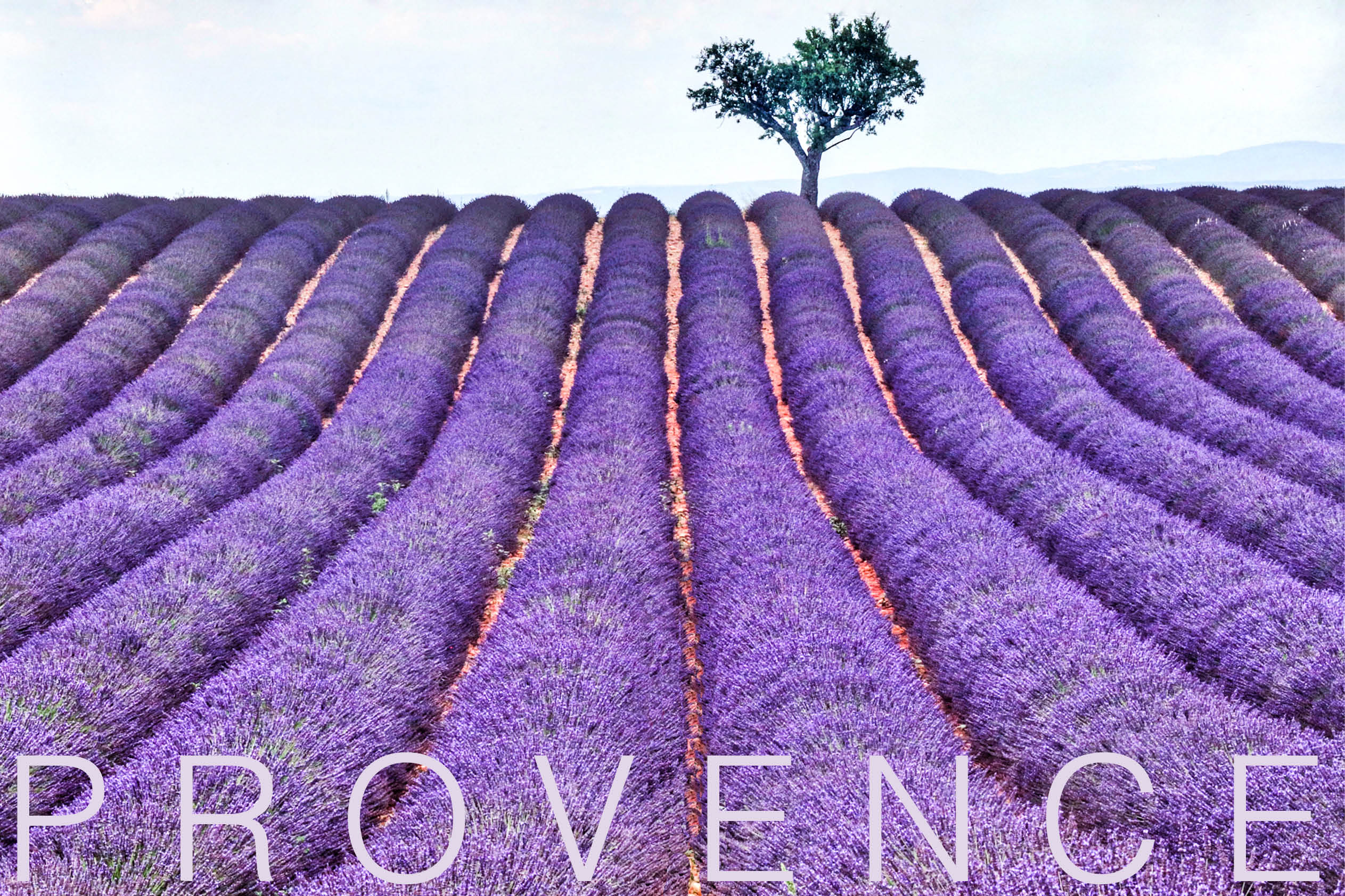 Provence Lavender poster