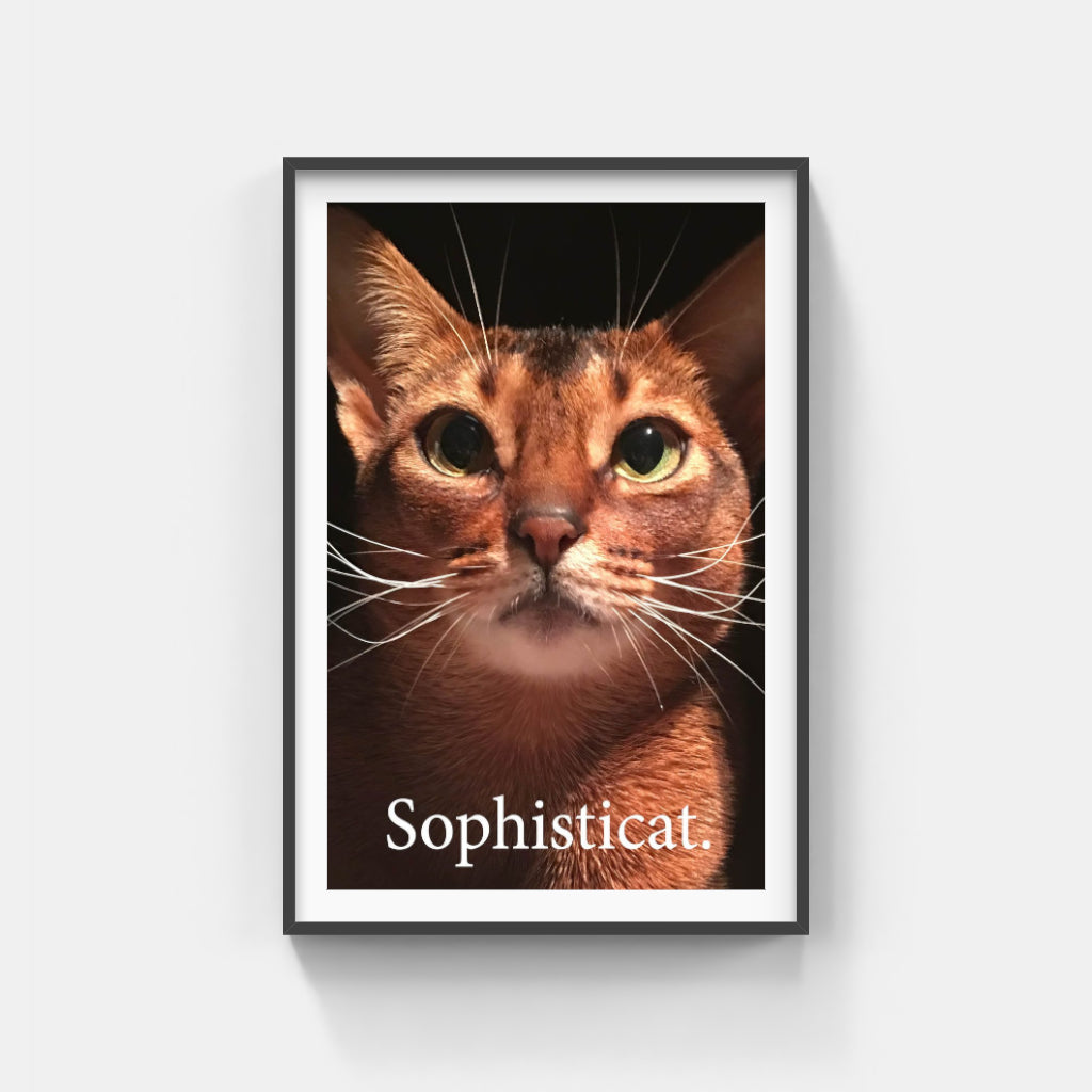 Sophisticat poster