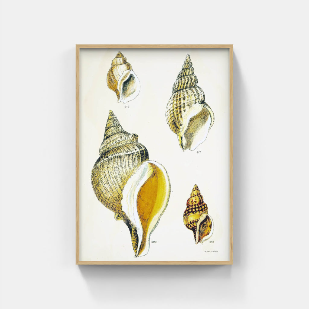 Vintage Sea Shells poster