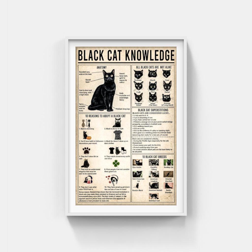 Black Cat Knowledge poster