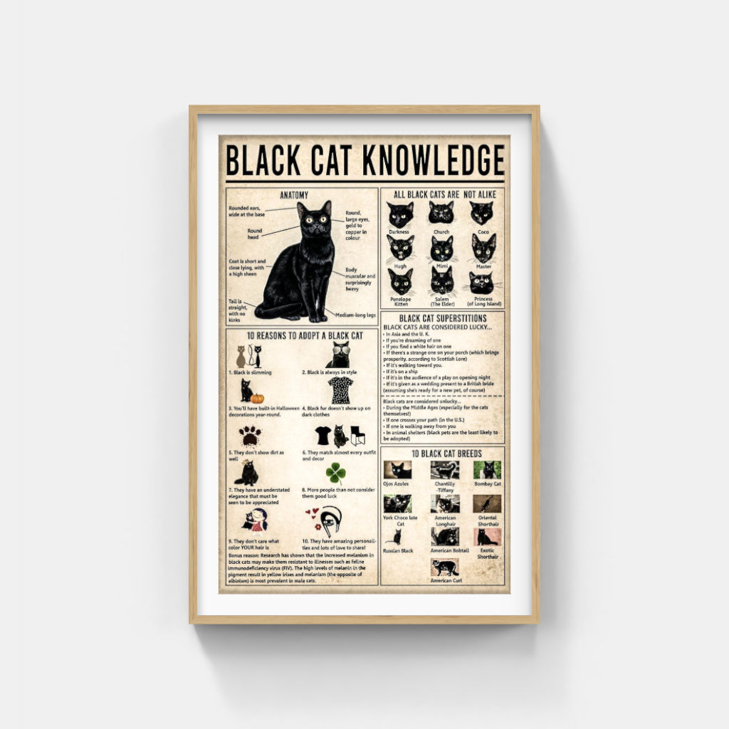 Black Cat Knowledge poster