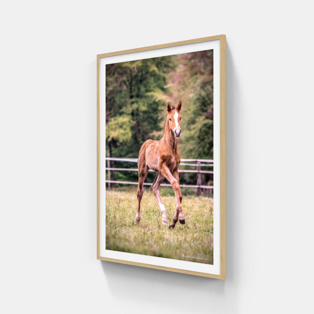 Foal poster