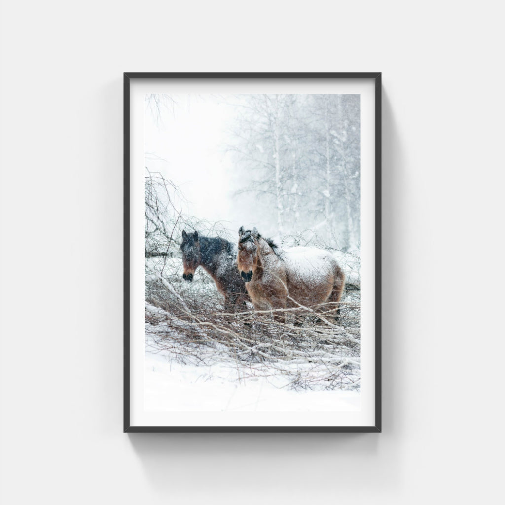 Snow Horses poster