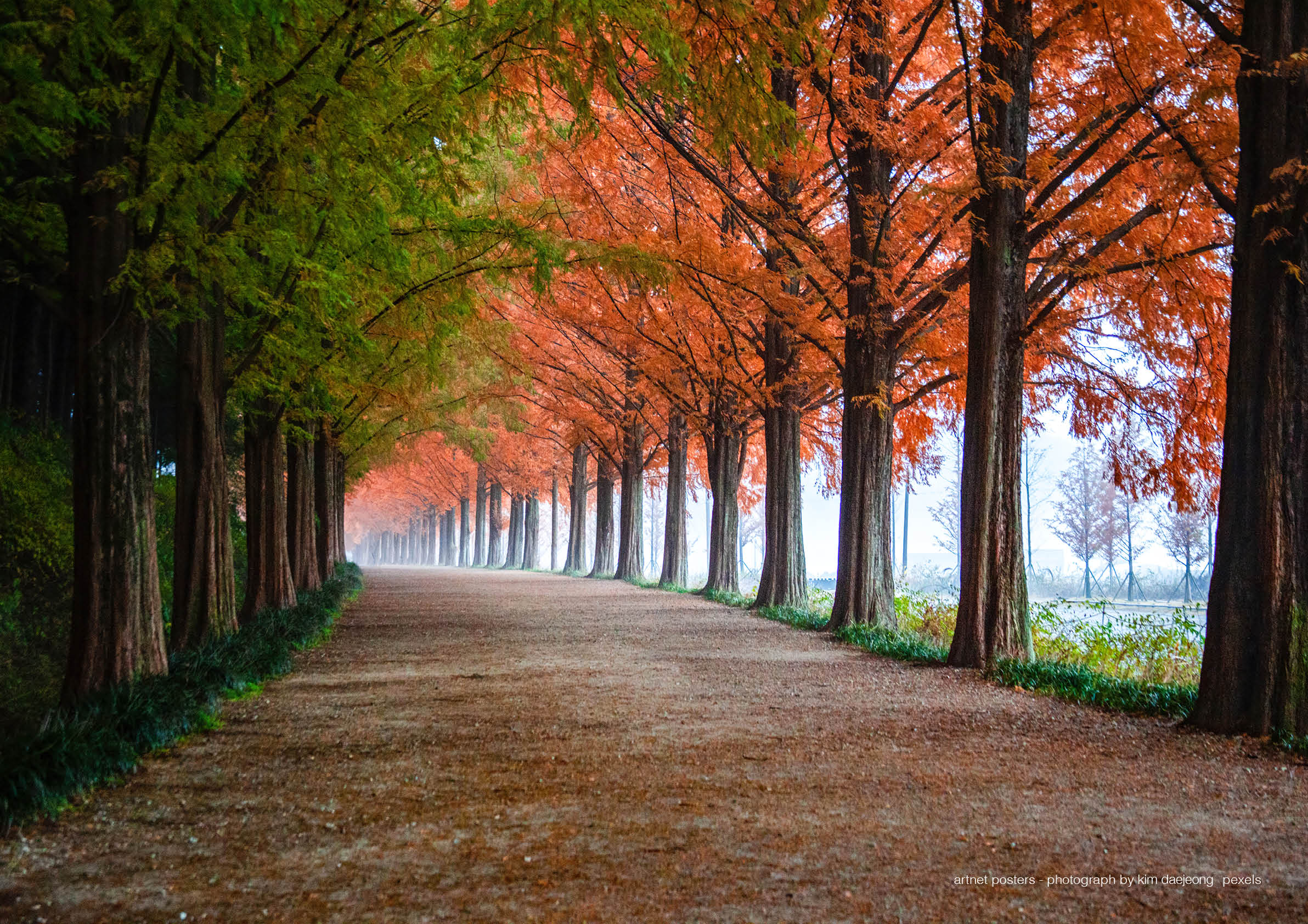 Autumn Trees - poster