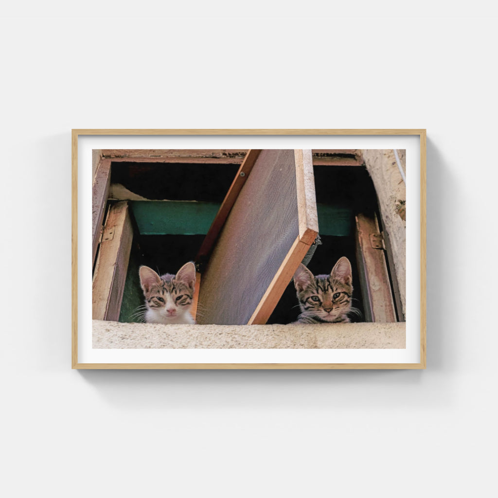 Kittens in a Window poster