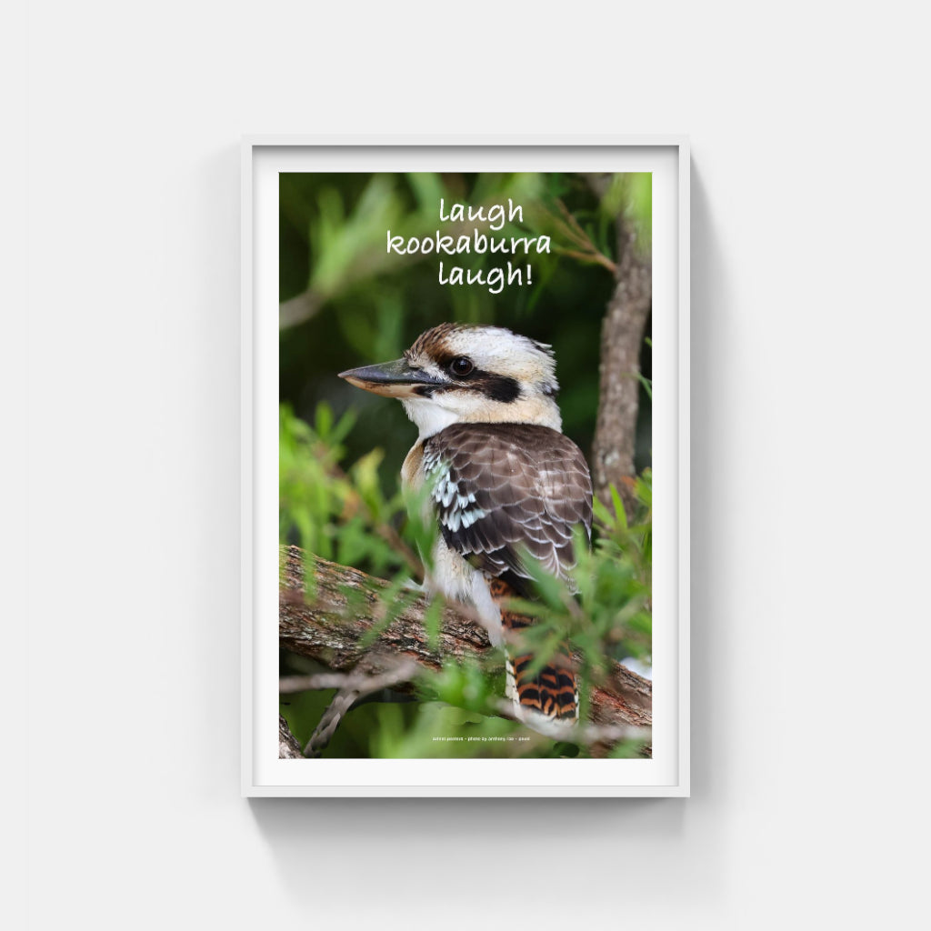 Laugh Kookaburra Laugh poster