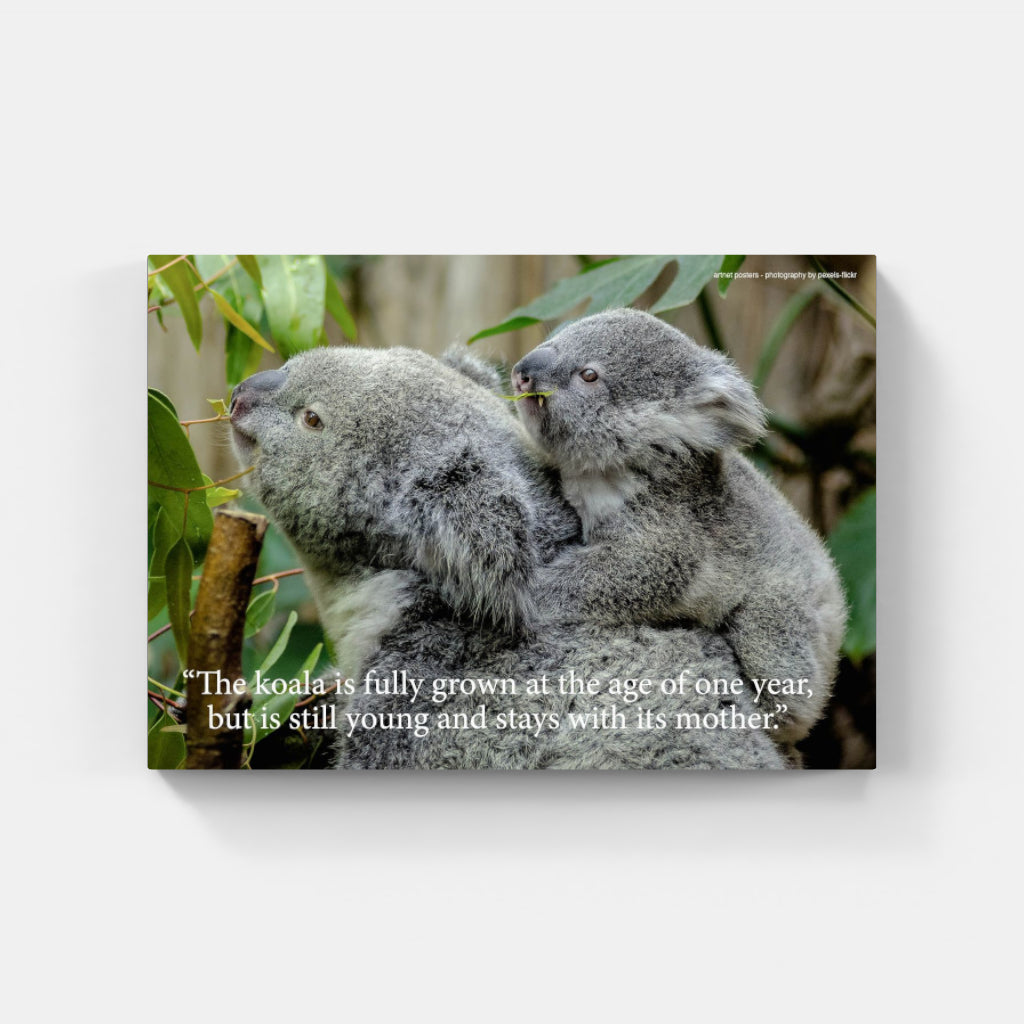 Koala poster