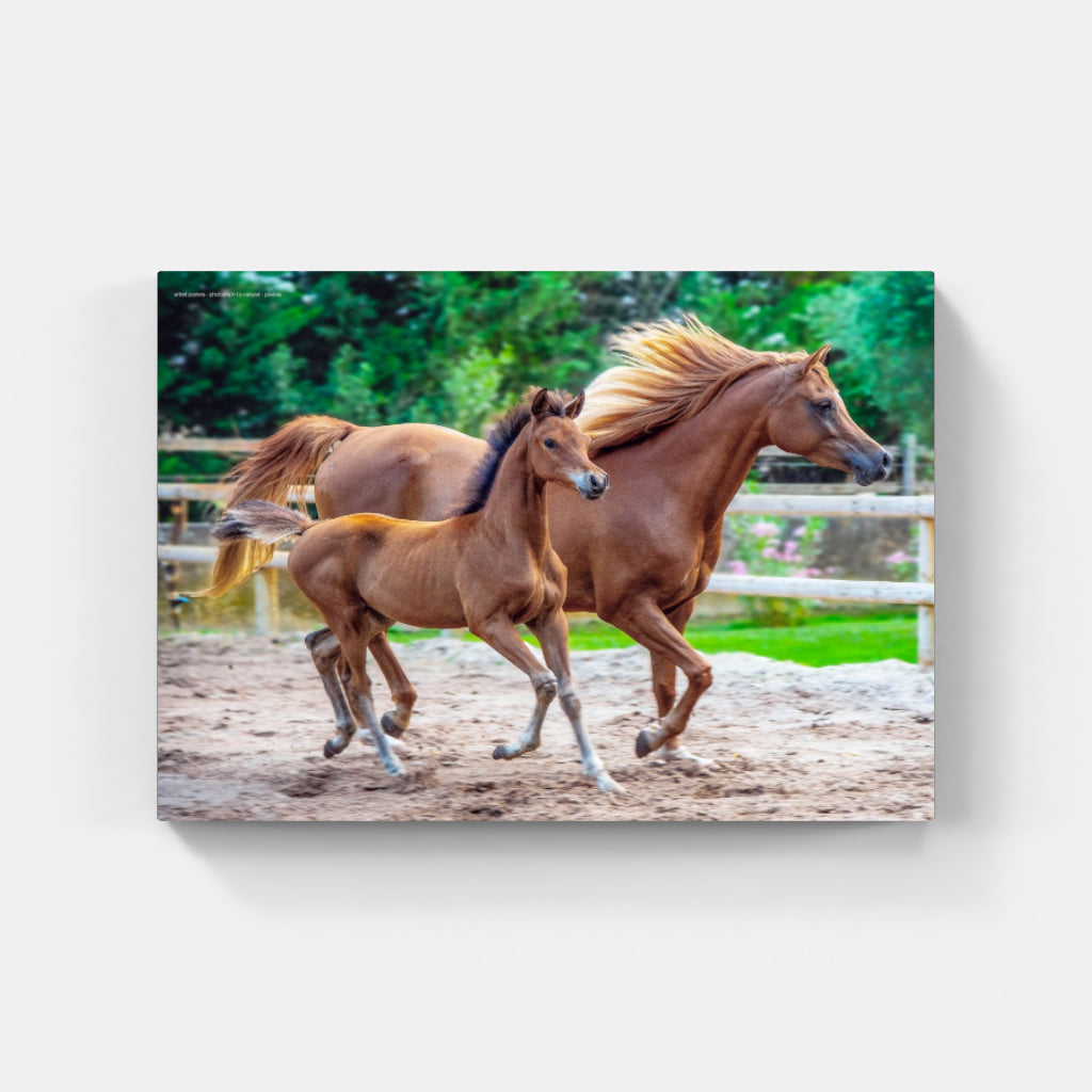 Mother and Foal poster