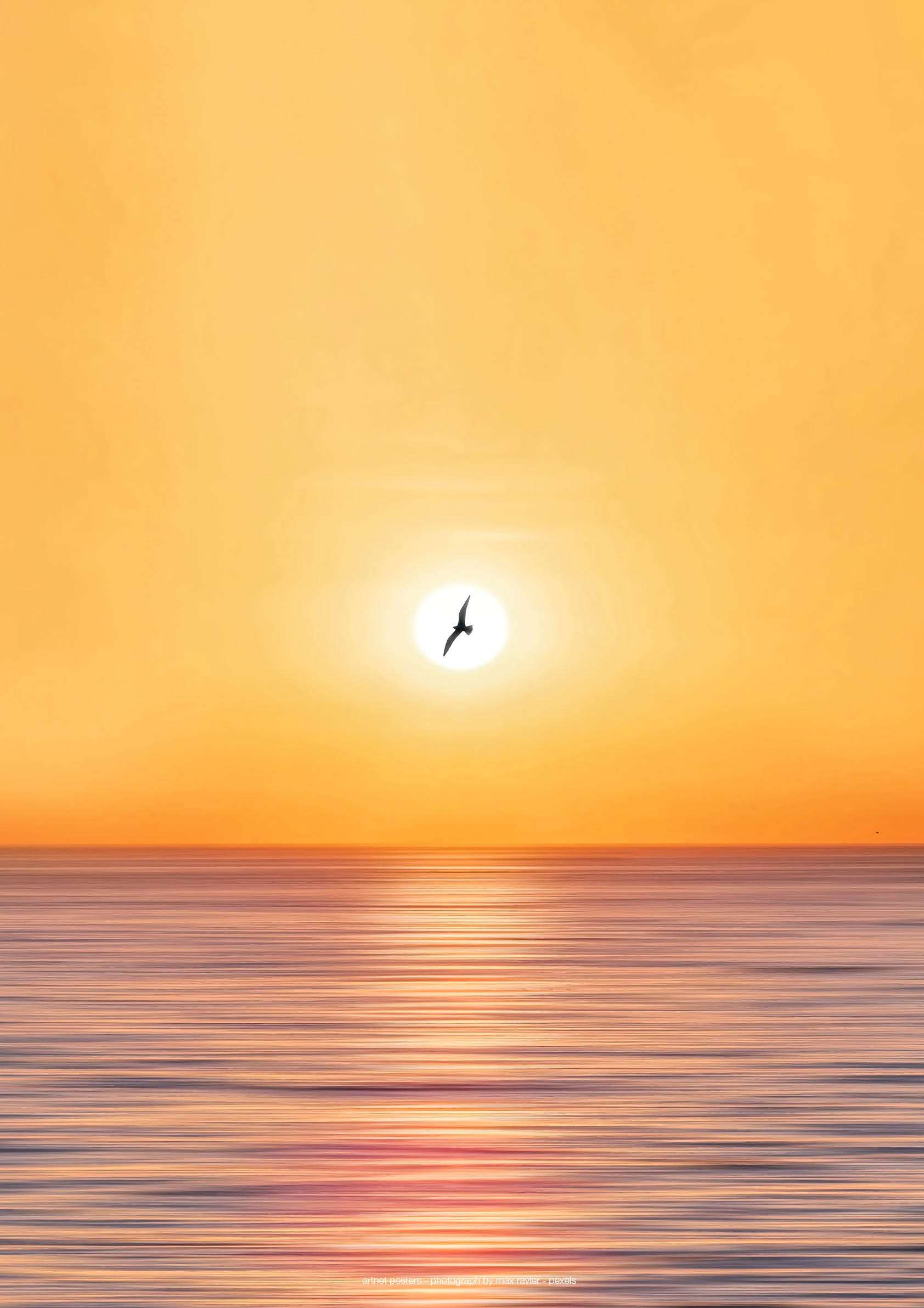 Seagull over Sorrento poster