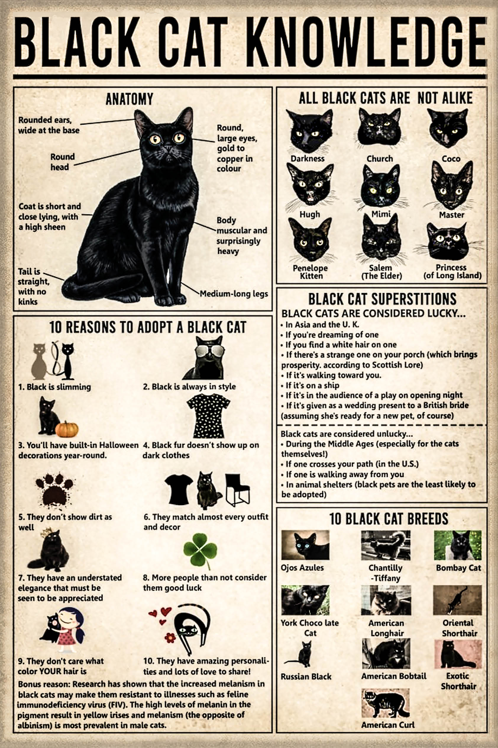 Black Cat Knowledge poster