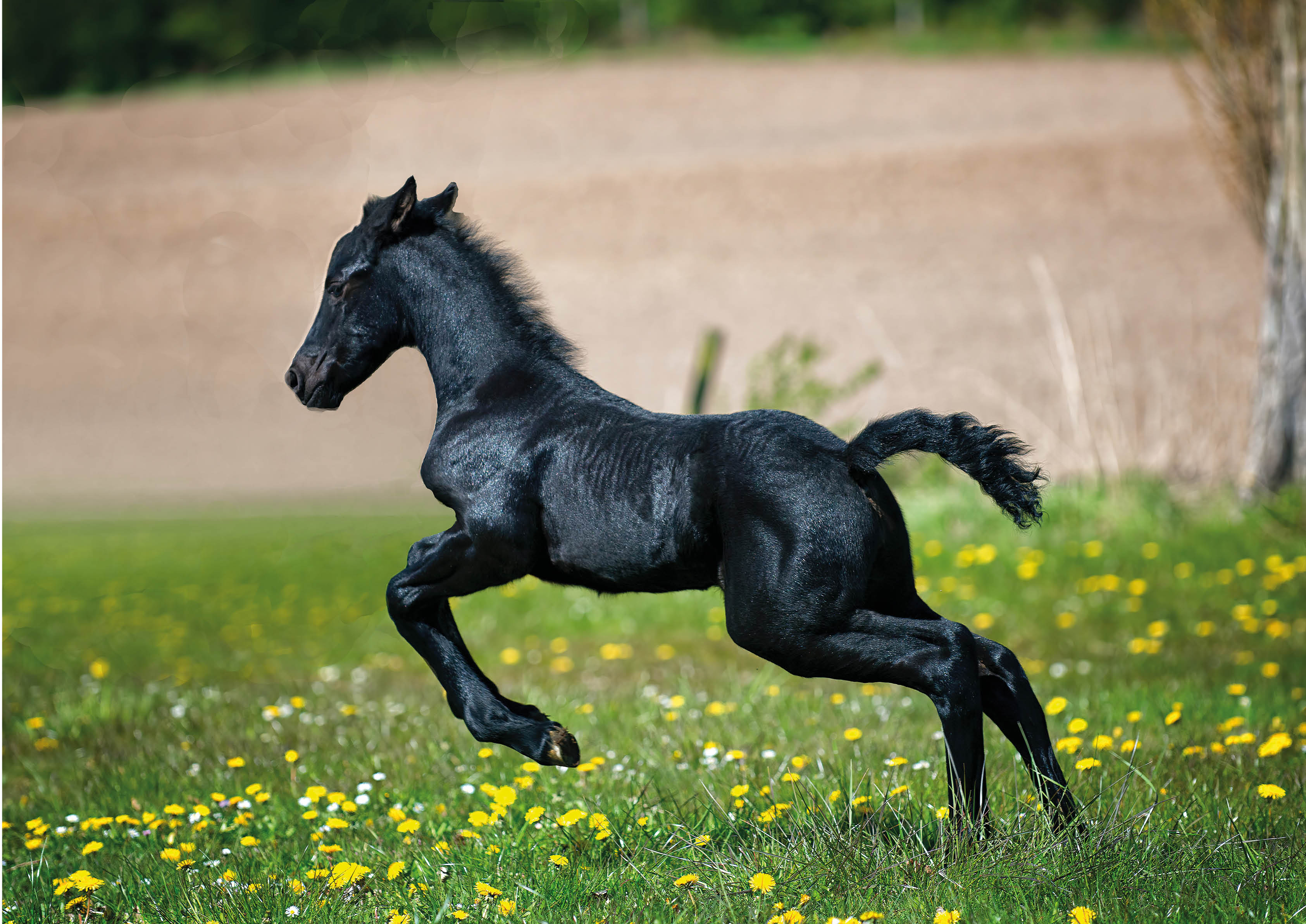 Black Foal poster