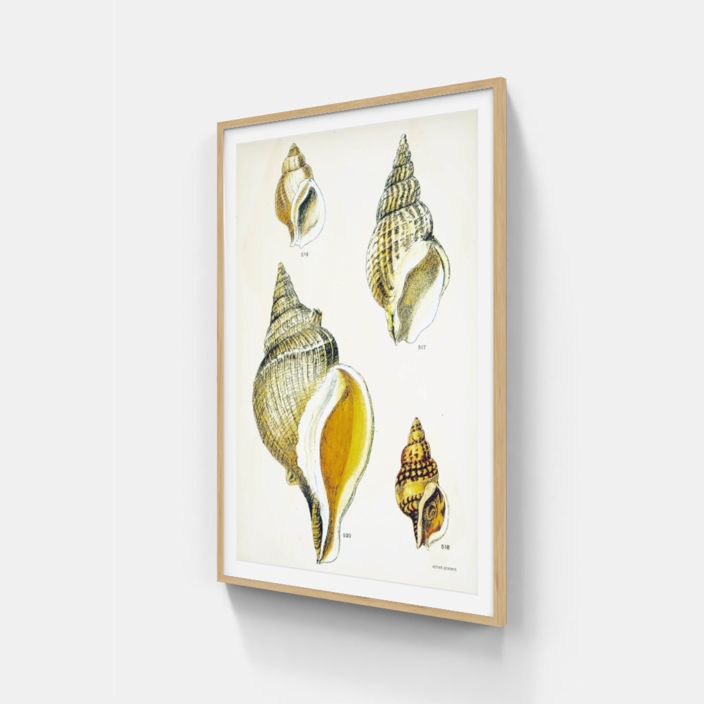 Vintage Sea Shells poster