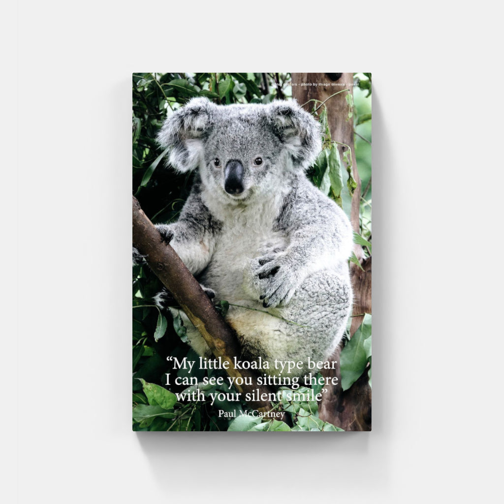 Koala poster