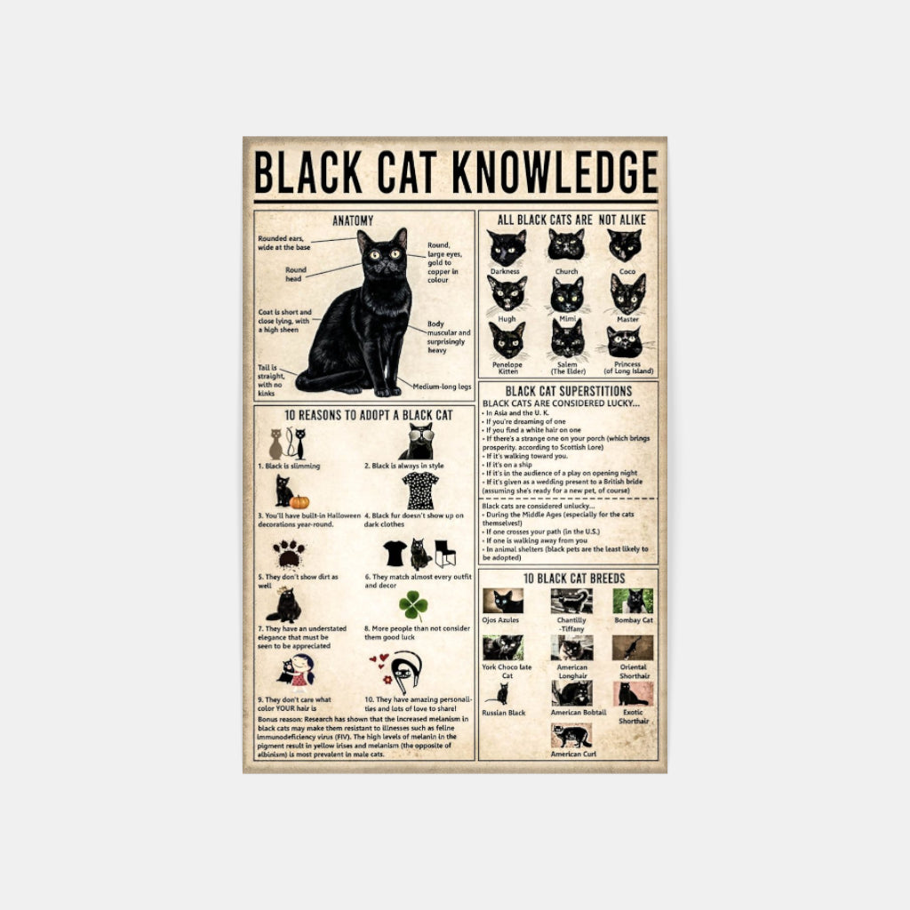 Black Cat Knowledge poster