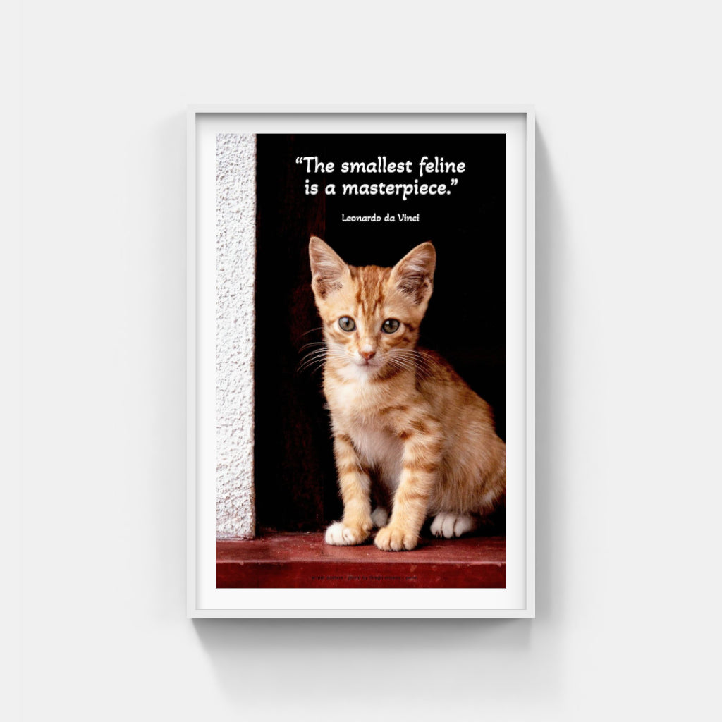 Kitten in a Doorway poster