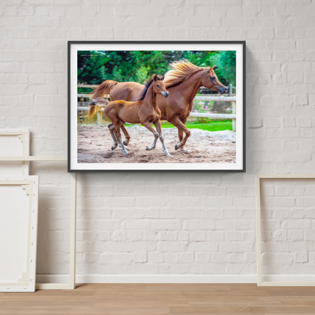 Mother and Foal poster