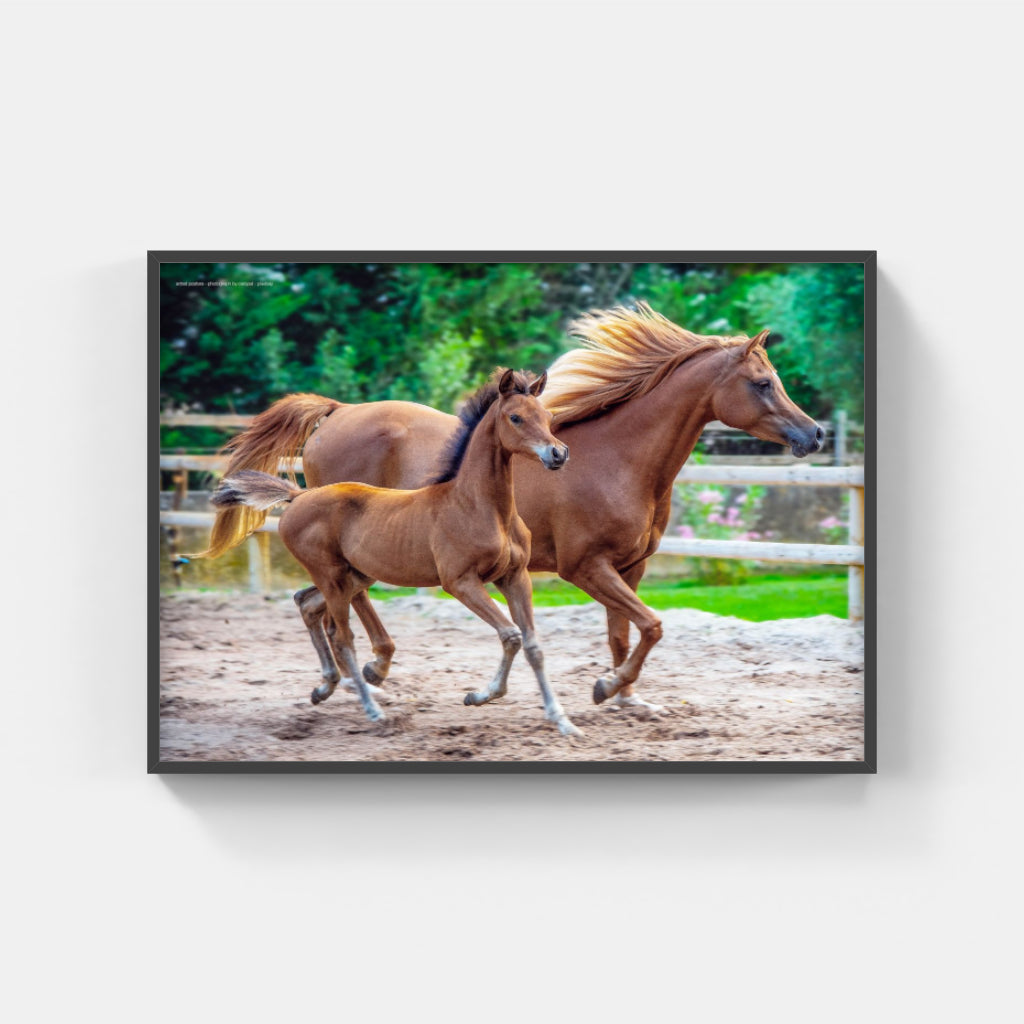 Mother and Foal poster