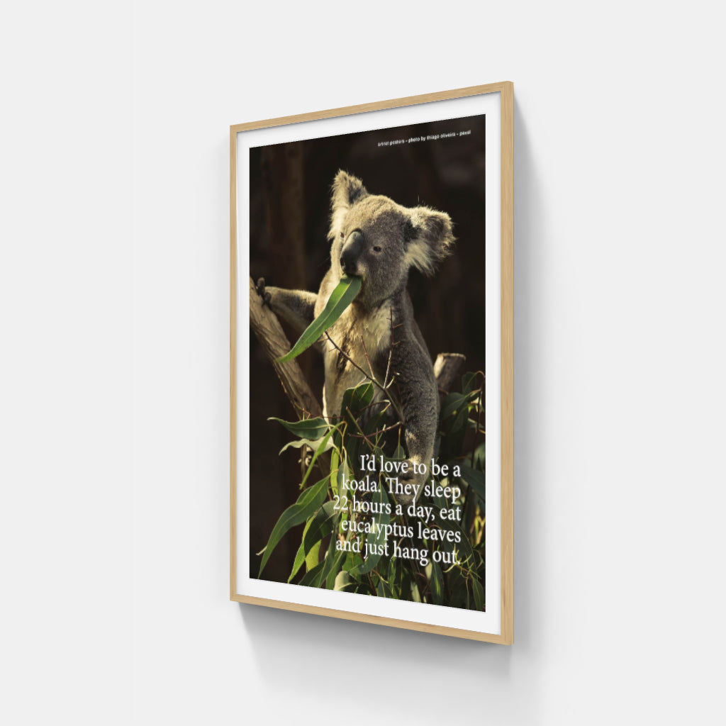 Koala poster