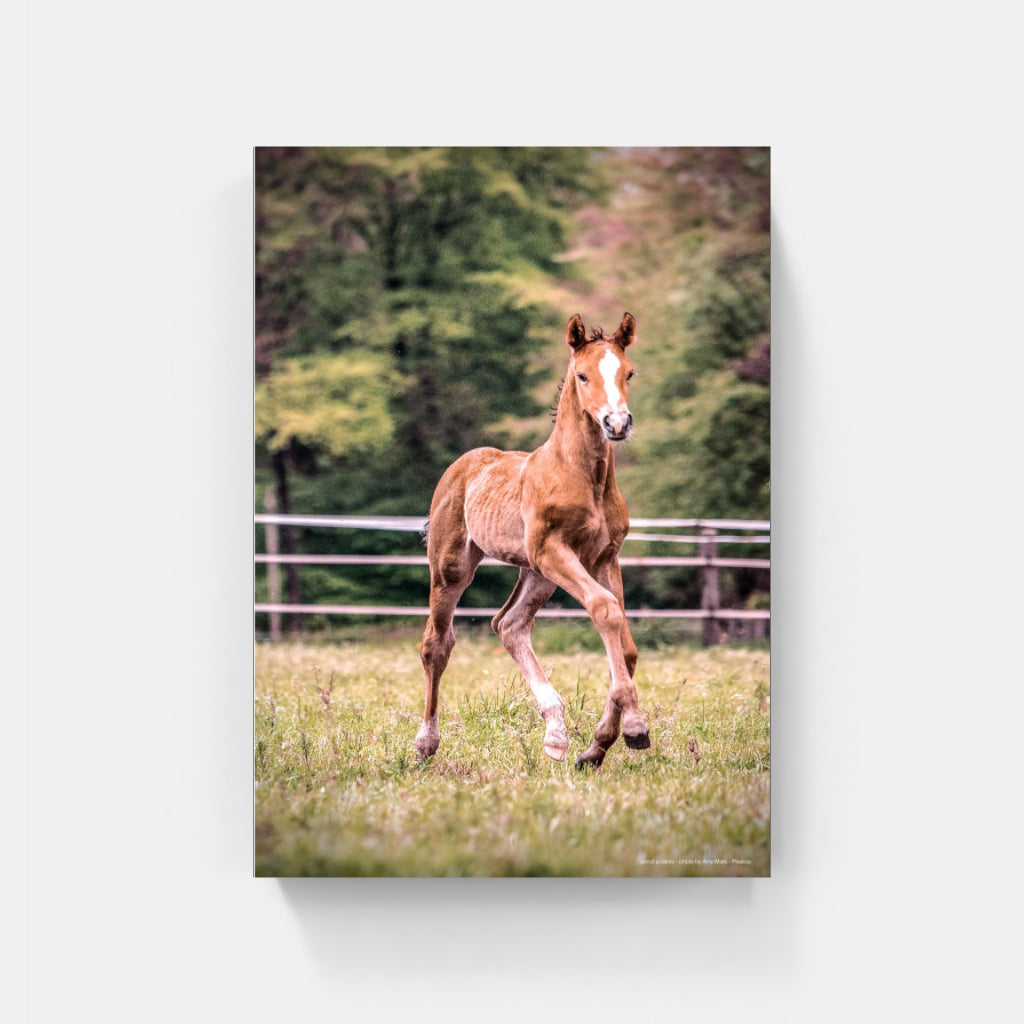 Foal poster