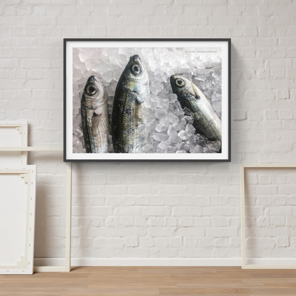 Fresh Fish poster