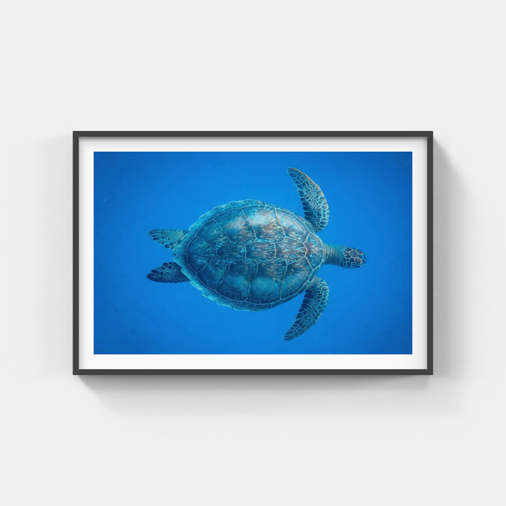 Turtle poster