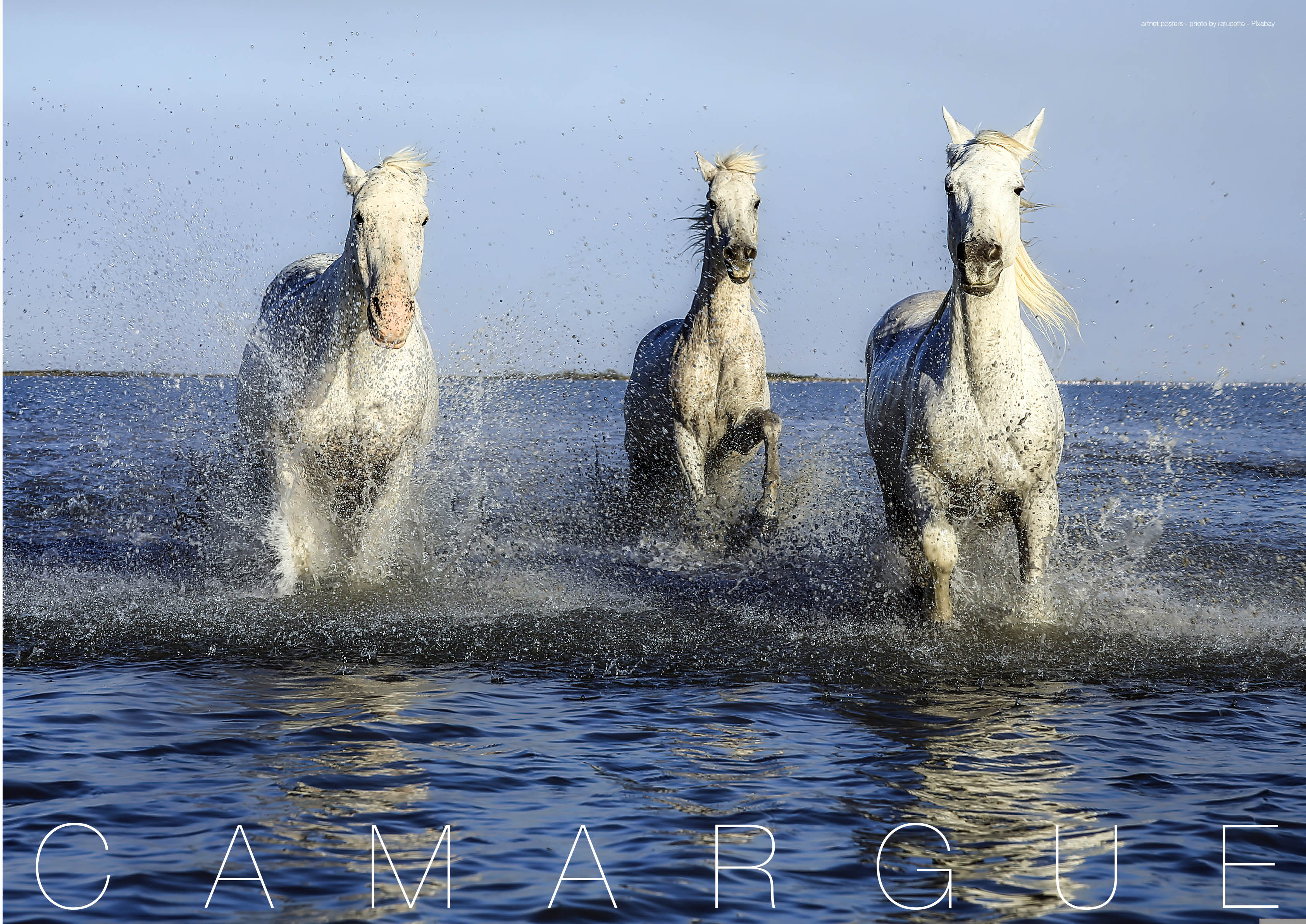 Camargue Horses poster