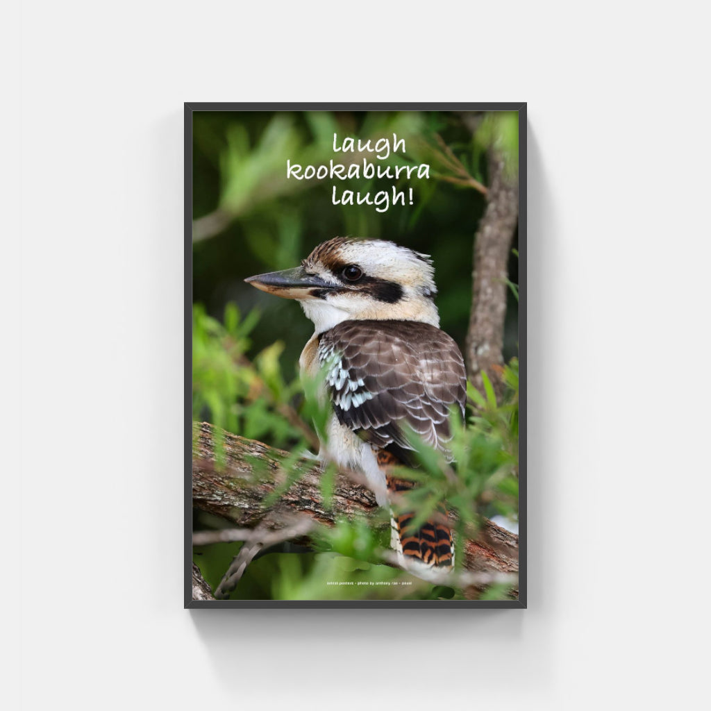 Laugh Kookaburra Laugh poster