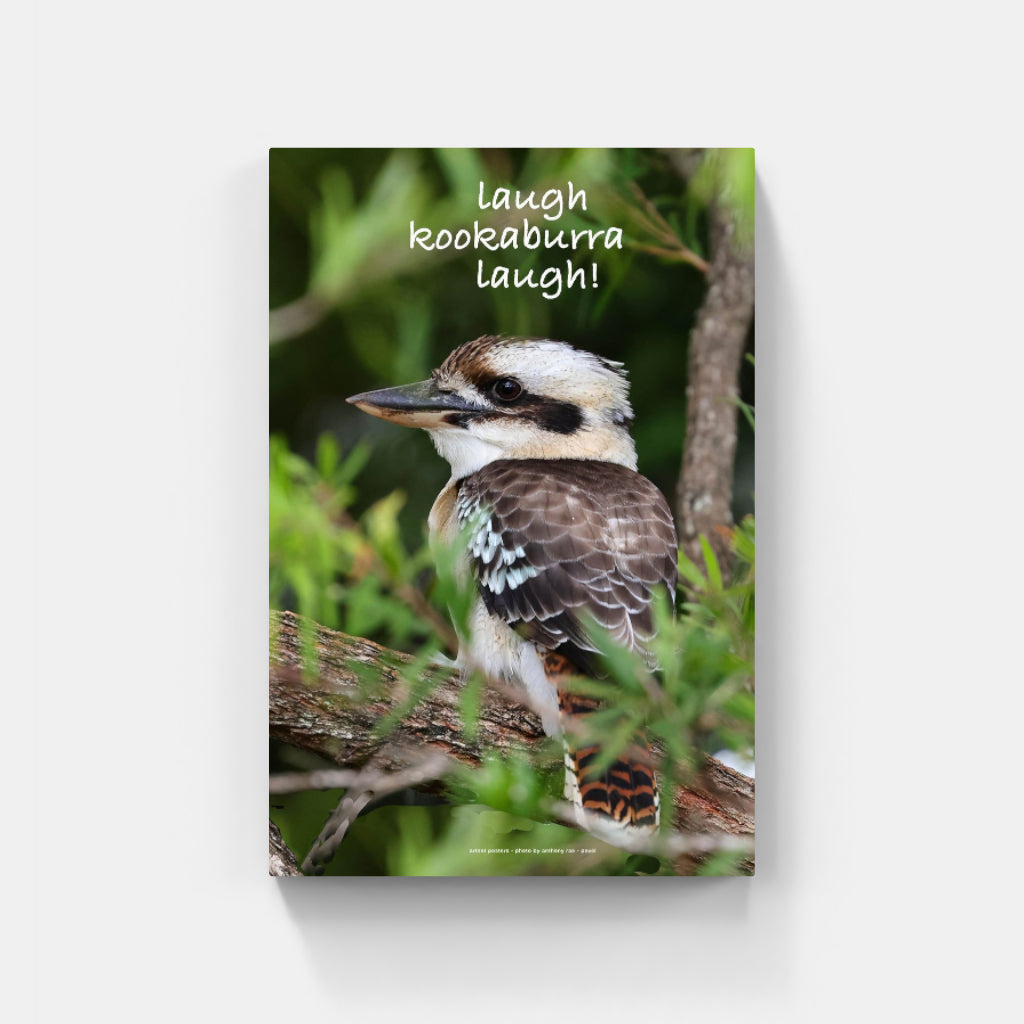 Laugh Kookaburra Laugh poster