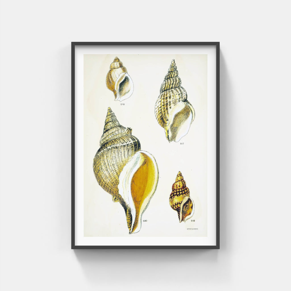 Vintage Sea Shells poster