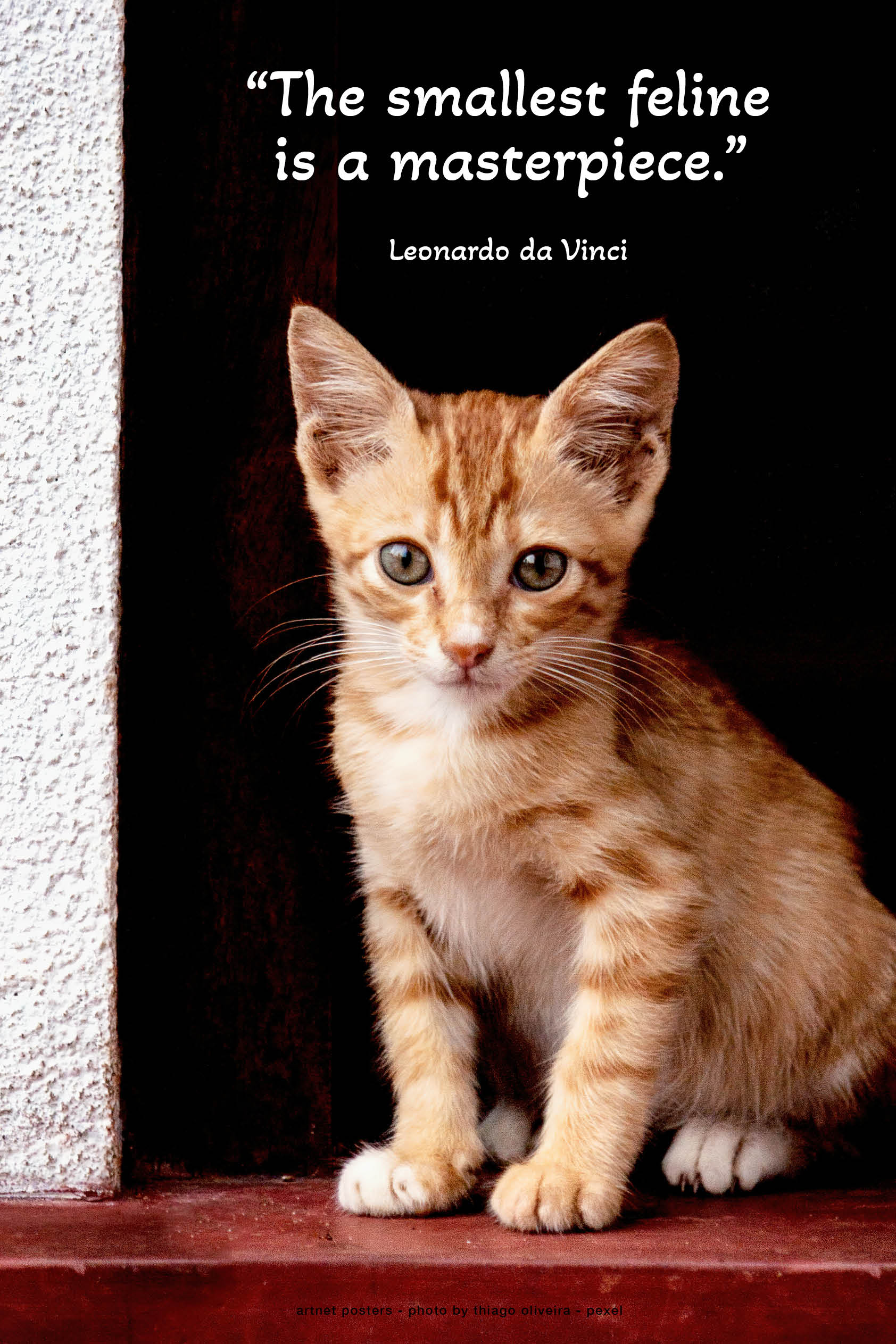 Kitten in a Doorway poster