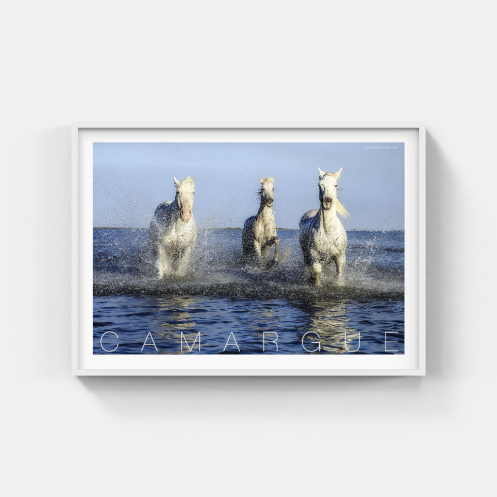 Camargue Horses poster