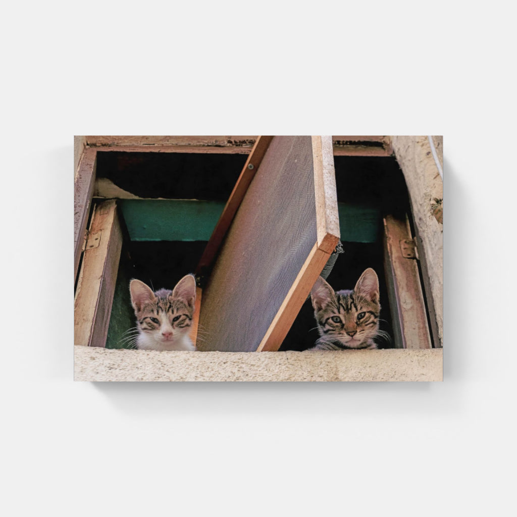 Kittens in a Window poster