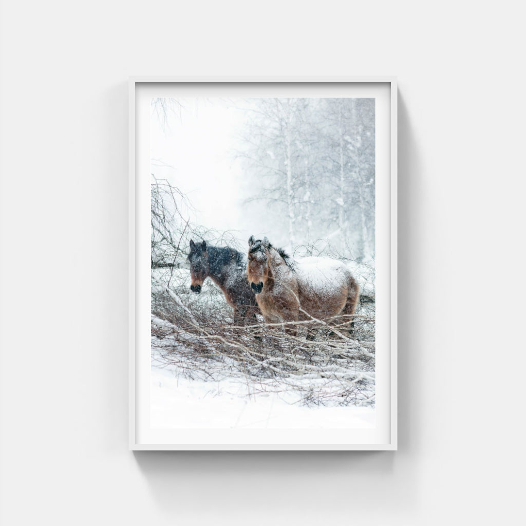 Snow Horses poster