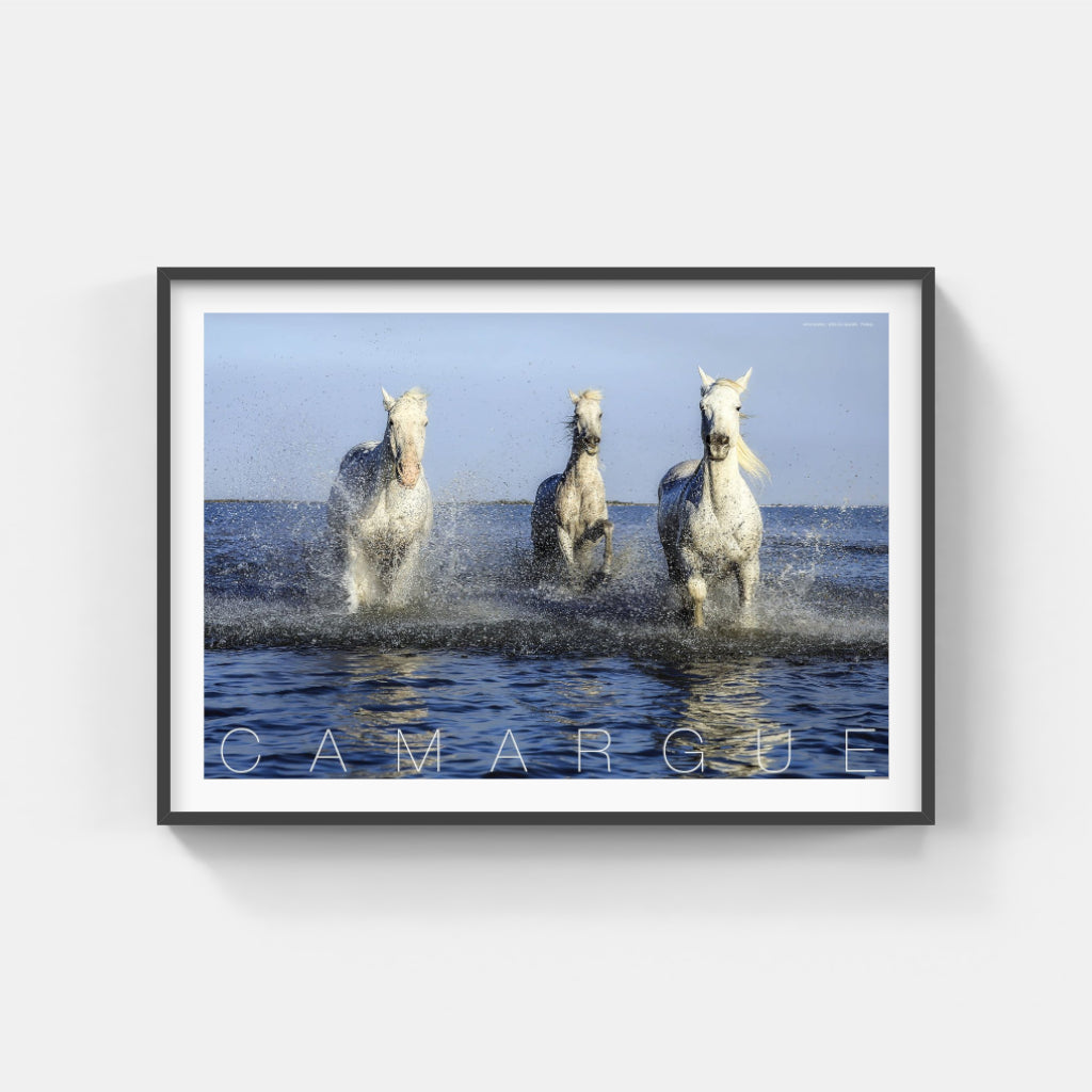 Camargue Horses poster