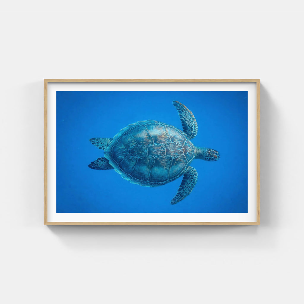 Turtle poster